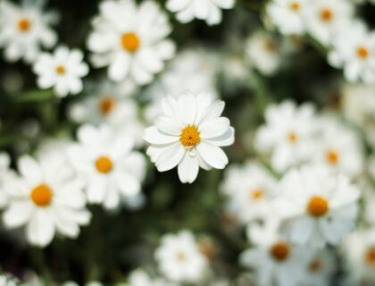 Coverbild Blumen